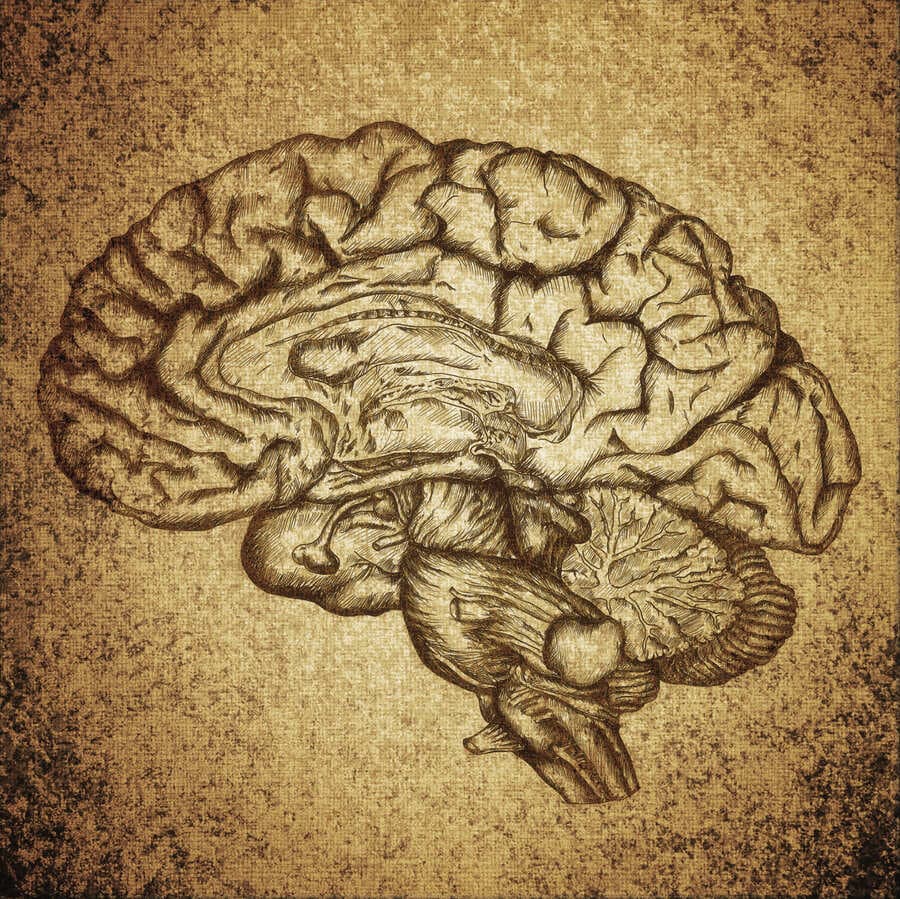Pencil sketch of the human brain